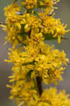 Roan Mountain goldenrod